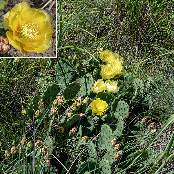 Eastern prickly pear is the commonest of three prickly pears native to Illinois, all quite rare. Eastern prickly pear can grow to be as much as 2' tall but Jackson Park specimens rarely exceed 6".