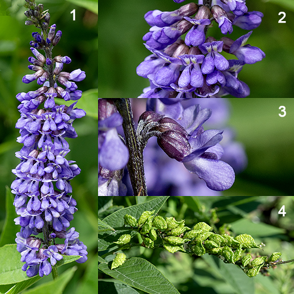 French grass flowers are 1/4" long, pea-like, with a short, green, tubular calyx with five teeth, and five blue, purple, or white petals — a single upright banner, two forward-projecting wings, and two closely-appressed petals that make up the keel (largely hidden by the wings). Ten stamens and the style are nestled inside the keel. Seedpods are about 1/2" long with a stout, pointed "beak."