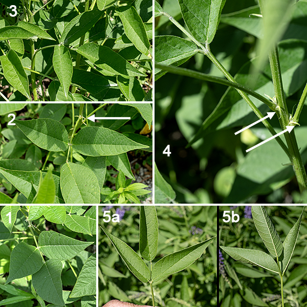 French grass is a sprawling plant 2-3.5' tall, unbranched or sparsely branched. The leaves are alternate,  pinnately trifoliate on a 2-6" long petiole; there is a pair of tiny (