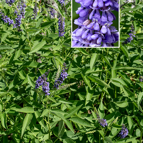 French grass is a sprawling plant 2-3.5' tall, unbranched or sparsely branched. The leaves are alternate,  pinnately trifoliate on a 2-6" long petiole; there is a pair of tiny (
