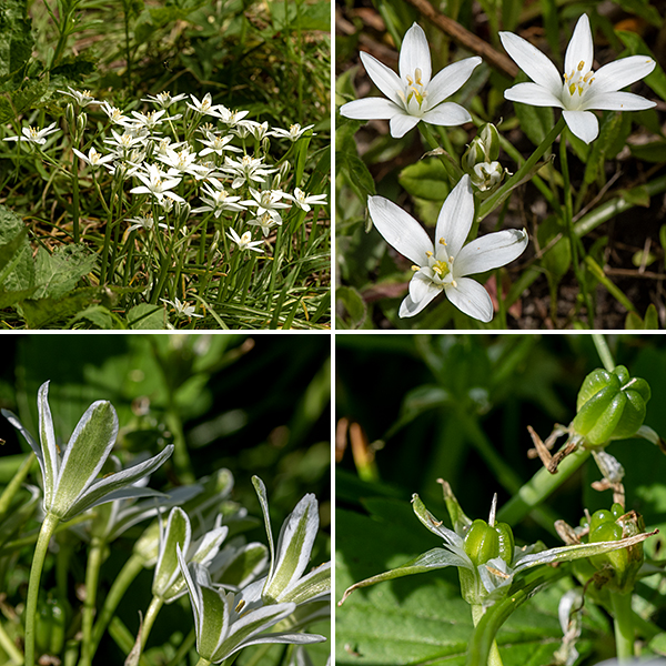 Star of Bethlehem's unopened flower buds bear alternating green and white triangles on the enclosing tepals that make the species easy to ID even before the flowers open. Flowers are about 3/4" across with six tepals, white on the top surface and the margins of the underside,  green along the centerline of the tepal's underside; six stamens with yellow to brownish anthers whose filaments are flattened to form a visually-striking picket fence topped by sharp points; and a single pistil with a six-ridged yellow ovary and a single yellowish-green style. The fruits are three-celled with six exterior ridges, initially looking like the bottom of a miniature green bell pepper. The flowers produce lots of nectar; they tend to open before noon and close before sunset (or much earlier on cloudy days). Star of Bethlehem is an escapee from cultivation and is competitively quite aggressive. This species produces toxic cardiac glycosides throughout the plant but especially in the flowers and bulbs; it has been reported to have poisoned unwary sheep.