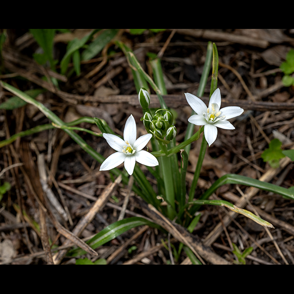 Star of Bethlehem is an early spring European exotic with a basal rosette of leaves about 1' in diameter which produces flower stalks (racemes) 6-9" tall. The basal leaves are very long (up to 12") and narrow (about 1/4") that arch up from the center, with the peak of the arch about mid-leaf. The leaves have smooth margins and often a whitish strip down the midline; venation is parallel. Star of Bethlehem is an escapee from cultivation and is competitively quite aggressive. This species produces toxic cardiac glycosides throughout the plant but especially in the flowers and bulbs; it has been reported to have poisoned unwary sheep.