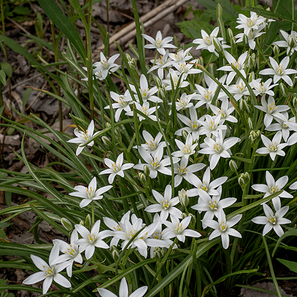Star of Bethlehem is an early spring European exotic with a basal rosette of leaves about 1' in diameter which produces flower stalks (racemes) 6-9" tall. The flowers produce lots of nectar; they tend to open before noon and close before sunset (or much earlier on cloudy days). Star of Bethlehem is an escapee from cultivation and is competitively quite aggressive. This species produces toxic cardiac glycosides throughout the plant but especially in the flowers and bulbs; it has been reported to have poisoned unwary sheep.