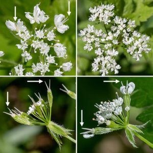 Aniseroot tends to be an understory plant, 1-2.5' tall. Individual flowers are tiny (1/8"), grouped in distinct compound umbels, each with several narrow, lance-shaped bracts with hairy margins at the base of the umbel. The flowers have a tiny green calyx without sepals, five white petals with incurled tips, five stamens with white anthers, and a pistil with a divided white style (longer than the petals — about 2 mm). The fruit is a hairy, narrow, arched seedpod about 1" long; the two styles (and, less commonly, petals and stamens) persist at the tip of the seedpod for part of the maturation. Aniseroot is very similar to sweet cecily (Osmorhiza claytonii), but aniseroot has more flowers (8-16) in each umbel than does sweet cecily (4-7) and the two styles in the flower are short and dumpy (shorter than the petals) in sweet cicely and much longer (longer than the petals) in aniseroot. The stems and stalks (except the umbel stalks) are densely covered with fine, short hairs or no hairs in aniseroot, long, spreading hairs in sweet cecily. The crushed leaflets smell like — surprise! — anise in aniseroot.