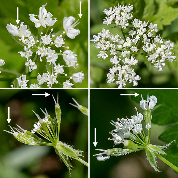 Aniseroot tends to be an understory plant, 1-2.5' tall. Individual flowers are tiny (1/8"), grouped in distinct compound umbels, each with several narrow, lance-shaped bracts with hairy margins at the base of the umbel. The flowers have a tiny green calyx without sepals, five white petals with incurled tips, five stamens with white anthers, and a pistil with a divided white style (longer than the petals — about 2 mm). The fruit is a hairy, narrow, arched seedpod about 1" long; the two styles (and, less commonly, petals and stamens) persist at the tip of the seedpod for part of the maturation. Aniseroot is very similar to sweet cecily (Osmorhiza claytonii), but aniseroot has more flowers (8-16) in each umbel than does sweet cecily (4-7) and the two styles in the flower are short and dumpy (shorter than the petals) in sweet cicely and much longer (longer than the petals) in aniseroot. The stems and stalks (except the umbel stalks) are densely covered with fine, short hairs or no hairs in aniseroot, long, spreading hairs in sweet cecily. The crushed leaflets smell like — surprise! — anise in aniseroot.