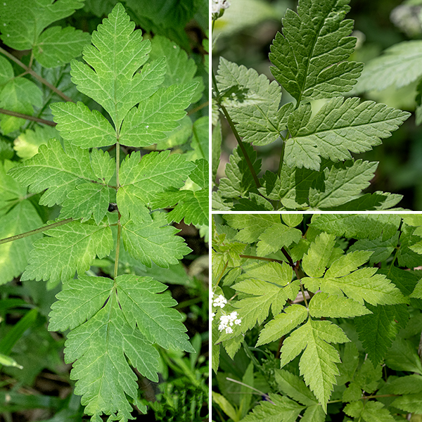 Aniseroot tends to be an understory plant, 1-2.5' tall. The stems are round in section, light green to reddish-purple, branching occasionally. The leaves are a fractal series of compound leaves made of three leaflets, each with three subleaflets (ternately compound); the terminal leaflet (or subleaflet) is always the largest. The leaflet margins are coarsely serrated or shallowly cleft. The crushed leaflets smell like — surprise! — anise in aniseroot.