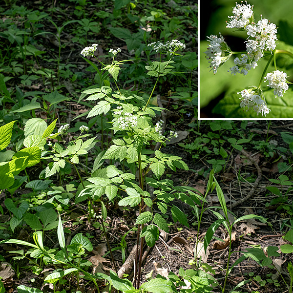 Aniseroot tends to be an understory plant, 1-2.5' tall. The leaves are a fractal series of compound leaves made of three leaflets, each with three subleaflets (ternately compound); the terminal leaflet (or subleaflet) is always the largest. The leaflet margins are coarsely serrated or shallowly cleft. The flowers have a tiny green calyx without sepals, five white petals with incurled tips, five stamens with white anthers, and a pistil with a divided white style (longer than the petals — about 2 mm). The fruit is a hairy, narrow, arched seedpod about 1" long; the two styles (and, less commonly, petals and stamens) persist at the tip of the seedpod for part of the maturation. The crushed leaflets smell like — surprise! — anise in aniseroot.