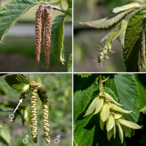 Hop hornbeam (aka, ironwood) flowers are in the form of catkins, with separate male and female inflorescences. Male (staminate) catkins are 1-2" long, narrowly cylindrical, often occurring in groups of three; male flowers have three stamens. Female (pistillate) catkins are 1/2" long and stubby, occurring singly at the tips of branches; individual flowers consist of a basal, green bract and two red, thread-like styles. The flowers are wind-pollinated. The fruit is 1.5-2.5" long and 3/4-1" wide, superficially similar to the fruit of hops vines (Humulus lupulus), with flattened, spindle-shaped nutlets 5-8 mm long hidden inside yellowish, papery, inflated sacs 1/3-1" long.