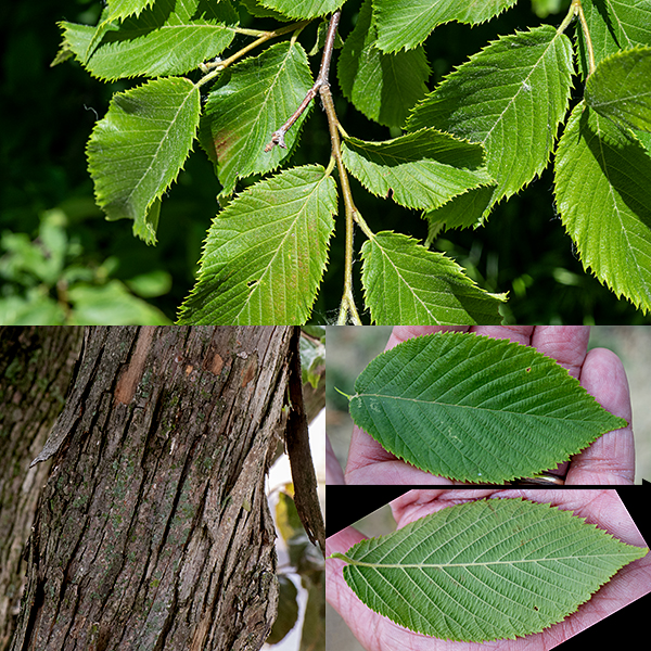 Hop hornbeam (aka, ironwood) is a mid-sized native tree that gets as much as 50' tall with a 2' wide trunk. The bark on the trunk is greyish-brown, shaggy, and divided into narrow rectangular strip. Leaves are alternate, 3-5" long and 1.5-2.5" wide, oval, with doubly-serrated margins and narrow, sharp tips. The underside of the leaves is pale green and fuzzy as are the 1/2" long petioles; the upper side is medium green and nearly hairless.