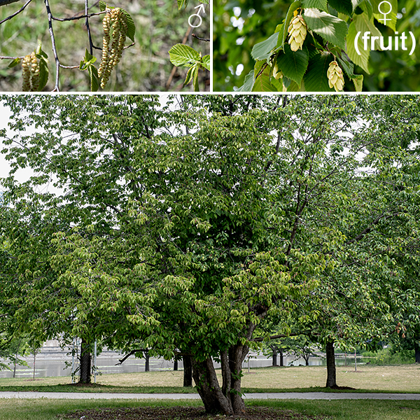 Hop hornbeam (aka, ironwood) is a mid-sized native tree that gets as much as 50' tall with a 2' wide trunk. Flowers are in the form of catkins, with separate male and female inflorescences. The flowers are wind-pollinated. The fruit is 1.5-2.5" long and 3/4-1" wide, superficially similar to the fruit of hops vines (Humulus lupulus), with flattened, spindle-shaped nutlets 5-8 mm long hidden inside yellowish, papery, inflated sacs 1/3-1" long.