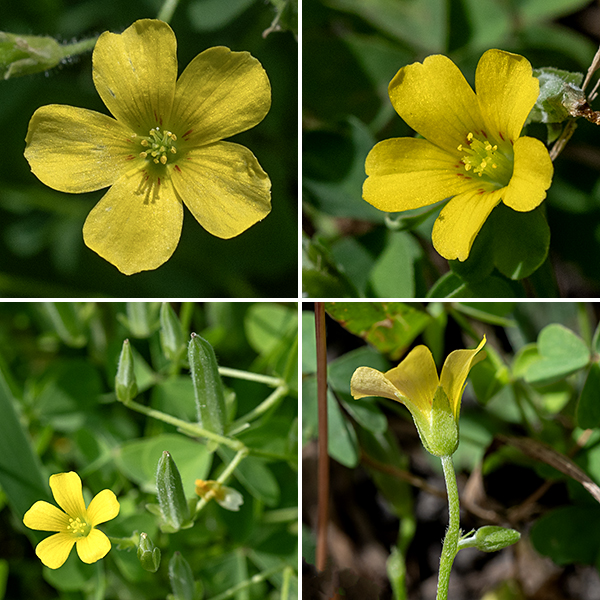 The yellow-flowered wood-sorrels in general (of which yellow wood sorrel is one) are difficult to distinguish and have given rise to much taxonomic confusion. (I.e., it's not just us; even the pros have problems. Read on.) Flowers are 3/8-1/2" across; they have five light green sepals, shorter than the petals, five yellow petals with rounded tips, ten stamens with yellow anthers, and a single pistil with five styles fused except at their tips. These flowers often have a ring of red lines around the throat (like yet another species, O. illinoensis). The seed capsules are 1/4-1/2" long, banana-shaped, erect, hairy, and five-sided; the capsules use explosive seed dispersal (like jewelweed and wild geranium) to scatter the contained seeds. This species is very similar to another yellow wood sorrel, Oxalis dillenii; see https://www.minnesotawildflowers.info/flower/yellow-wood-sorrel for details on how to distinguish the two. (A good hand lens or a microscope are required.)