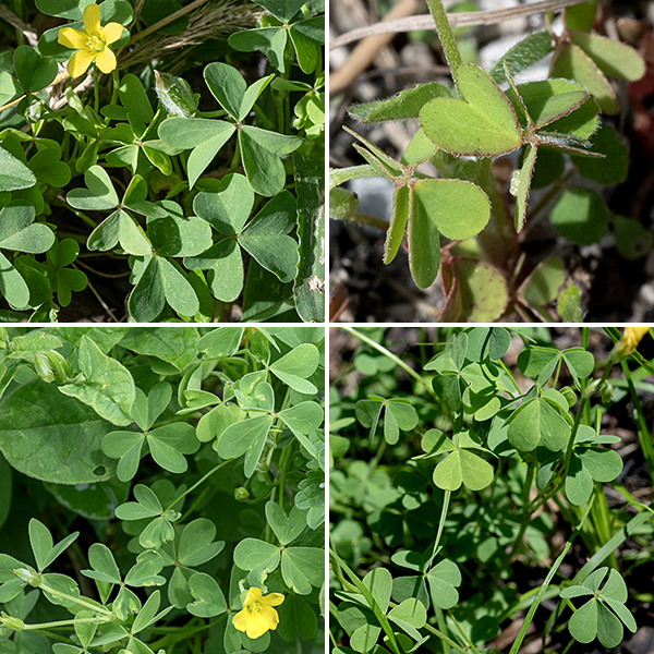The yellow-flowered wood-sorrels in general (of which yellow wood sorrel is one) are difficult to distinguish and have given rise to much taxonomic confusion. (I.e., it's not just us; even the pros have problems. Read on.) The leaves are palmately compound with (a) heart-shaped leaflets that are attached to the petiole by the point of the heart and, (b) that  fold along the midrib at night and on cloudy days (both are characteristics of the genus Oxalis). Yellow wood-sorrel may reach up to 1.5' tall but is usually shorter (5-12"). Leaves may be green to reddish-purple; leaflets are 1/4-3/4" long. Leaf stalks and stems are variably hairy.  This species is very similar to another yellow wood sorrel, Oxalis dillenii; see https://www.minnesotawildflowers.info/flower/yellow-wood-sorrel for details on how to distinguish the two. (A good hand lens or a microscope are required.)