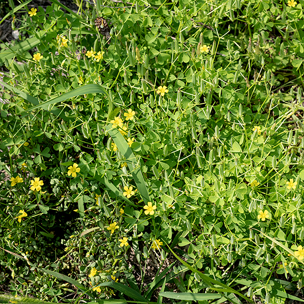 The yellow-flowered wood-sorrels in general (of which yellow wood sorrel is one) are difficult to distinguish and have given rise to much taxonomic confusion. (I.e., it's not just us; even the pros have problems. Read on.) The leaves are palmately compound with (a) heart-shaped leaflets that are attached to the petiole by the point of the heart and, (b) that  fold along the midrib at night and on cloudy days (both are characteristics of the genus Oxalis). Yellow wood-sorrel may reach up to 1.5' tall but is usually shorter (5-12"). Leaves may be green to reddish-purple; leaflets are 1/4-3/4" long. Leaf stalks and stems are variably hairy.  The seed capsules are 1/4-1/2" long, banana-shaped, erect, hairy, and five-sided; the capsules use explosive seed dispersal (like jewelweed and wild geranium) to scatter the contained seeds. This species is very similar to another yellow wood sorrel, Oxalis dillenii; see https://www.minnesotawildflowers.info/flower/yellow-wood-sorrel for details on how to distinguish the two. (A good hand lens or a microscope are required.)