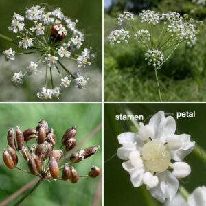 Cowbane is a spindly, sparse plant 2-5' tall. At their apex, the stems produce shallowly dome-shaped compound umbels 3-5" across of 10-25 umbelletes of 10-20 small white flowers each. Individual flowers are about 3 mm across; each has a short calyx, five white petals with notched tips, five stamens with white anthers, and a central greenish or white ovary with two styles. The fruit is a elongate (1/4" long), flattened oval with wings on the flattened edges, longitudinal stripes/ribs and, initially, with the remnants of the two styles at their tips; when mature it splits, releasing two seeds. Cowbane prefers wet soils. As you might suspect from the name, it is toxic if eaten.