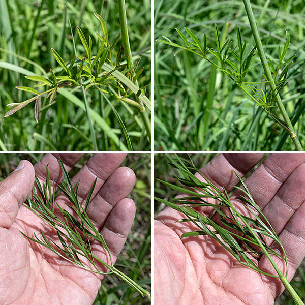 Cowbane is a spindly, sparse plant 2-5' tall. The stems are medium green, hairless, round in section, sparsely-branched, and have conspicuous veins. The basal leaves disappear by the time flowering begins. The stem leaves are alternate, compound, odd-pinnate with 5-9 sessile leaflets 1/8-1" across and 2.5-4.5" long and smooth margins. (The width of the leaflets is highly variable between populations; the plants in Jackson Park have very narrow, smooth-margined leaflets.) The leaves have robust petioles 2-4" long with a narrow sheath at the leaf node that encircles the stem.