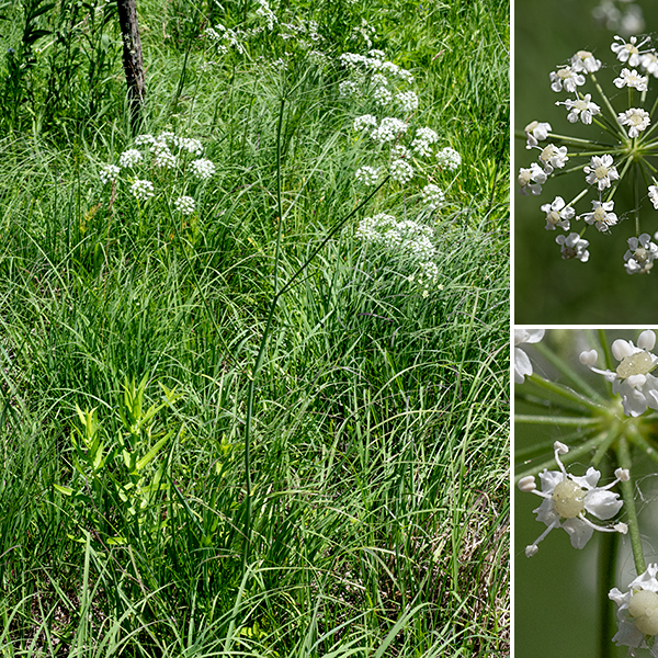 Cowbane is a spindly, sparse plant 2-5' tall. The stems are medium green, hairless, round in section, sparsely-branched, and have conspicuous veins. The basal leaves disappear by the time flowering begins. As you might suspect from the name, it is toxic if eaten.