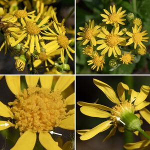Butterweed stems produce a flattened panicle of flowers about 6" across with a single series of bracts (phyllaries) surrounding the base of the flowerhead. Individual flowerheads are 1/2" across with 5-15 yellow, narrowly-oblong pistillate ray florets and 35-50+ yellow, tubular disk florets with five apical lobes a single style that extends just past the anthers, and five stamens attached to the inside of the tubular corolla; the disk is 4-5 mm across. The fruit is a single, five-angled seed with a tuft of white hairs (like a dandelion). Butterweed contains toxic compounds (probably pyrrolizidine alkaloids) which deter most mammalian herbivores (although some domestic herbivores do eat it and suffer the consequences). According to ILW, butterweed was typically restricted to southern Illinois, with a few recent occurrences in central Illinois. Apparently, it has now made its way to Cook County. Butterweed (Packera glabella), balsam ragwort (Packera paupercula), and prairie ragwort (Packera plattensis) are easy to confuse — all bloom in the late spring/early summer and all are weedy-looking plants with yellow/golden-yellow, daisy-like flowers. With one exception, the flowers don't help to distinguish them; however,  the petals of butterweed, seen from behind, have a strap-shaped blade with 2-3 teeth at the distal end and a narrow tube (the corolla tube) about a quarter the length of the strap connecting the strap to the rest of the flower (not present in the ragworts). In general, you'll need to look carefully at the leaf shape and presence/absence and quantity of wooly fine white hairs on the leaves and stems. Butterweed has large (10" long) basal leaves; the leaves are pinnatifid with multiple semicircular lobes and a circular terminal lobe. Balsam ragwort (Packera paupercula) basal leaves are no longer than 3", the flowerheads have 0, 8, or 13 ray florets, the phyllaries behind the flowerhead are purple-tipped, and wooly hairs are usually found in the leaf axils. Prairie ragwort (Packera plattensis) is extensively covered with white wooly hairs on the stems, leaves, leaf axils, and on the phyllaries behind the flowerheads.
