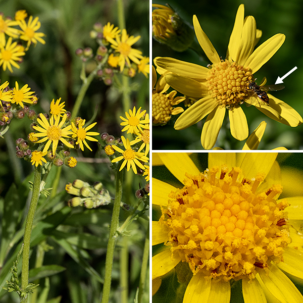 Balsam ragwort flowerheads are 1/2-3/4" across 8 or 13 (rarely, 0) pale yellow ray florets and 50-65+ golden-yellow disk florets. Both disk and ray florets are perfect (i.e., have both male and female reproductive structures). The disk florets are tubular with five lobes at their apex; they have a single style and five stamens. At the base of each flowerhead is a single series of bracts (phyllaries); the phyllaries are light green, fading to pale purple at their tips. Butterweed (Packera glabella), balsam ragwort (Packera paupercula), and prairie ragwort (Packera plattensis) are easy to confuse — all boom in the late spring/early summer and all are weedy-looking plants with yellow/golden-yellow, daisy-like flowers. The flowers don't help to distinguish them; you'll need to look carefully at the leaf shape and presence/absence and quantity of wooly fine white hairs on the leaves and stems. Butterweed has large (10" long) basal leaves; the leaves are pinnatifid with multiple semicircular lobes and a circular terminal lobe. Balsam ragwort (Packera paupercula) basal leaves are no longer than 3", the flowerheads have 0, 8, or 13 ray florets, the phyllaries behind the flowerhead are purple-tipped, and wooly hairs are usually found in the leaf axils. Prairie ragwort (Packera plattensis) is extensively covered with white wooly hairs on the stems, leaves, leaf axils, and on the phyllaries behind the flowerheads.