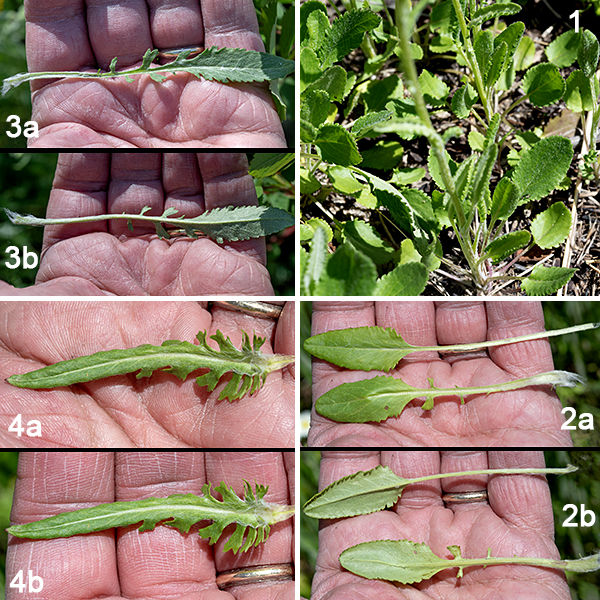 Balsam ragwort is a spring-blooming plant that first produces a rosette of basal leaves, then a single light green to purple stem 6-14" tall with an apical, flattened panicle bearing 5-20 flowerheads. The basal leaves are at least twice as long (up to 3") as wide, oblong with either rounded, symmetrical teeth (crenate) or asymmetrical, pointed teeth (serrate) around the margins; the petioles are narrow and about half the length of the leaf blades. The stem leaves are alternate, about 1/2" wide and up to 2.5" long, pinnatifid, and sessile. The leaves and (especially) the leaf axils may be woolly with fine white hairs. Butterweed (Packera glabella), balsam ragwort (Packera paupercula), and prairie ragwort (Packera plattensis) are easy to confuse — all boom in the late spring/early summer and all are weedy-looking plants with yellow/golden-yellow, daisy-like flowers. The flowers don't help to distinguish them; you'll need to look carefully at the leaf shape and presence/absence and quantity of wooly fine white hairs on the leaves and stems. Butterweed has large (10" long) basal leaves; the leaves are pinnatifid with multiple semicircular lobes and a circular terminal lobe. Balsam ragwort (Packera paupercula) basal leaves are no longer than 3", the flowerheads have 0, 8, or 13 ray florets, the phyllaries behind the flowerhead are purple-tipped, and wooly hairs are usually found in the leaf axils. Prairie ragwort (Packera plattensis) is extensively covered with white wooly hairs on the stems, leaves, leaf axils, and on the phyllaries behind the flowerheads.