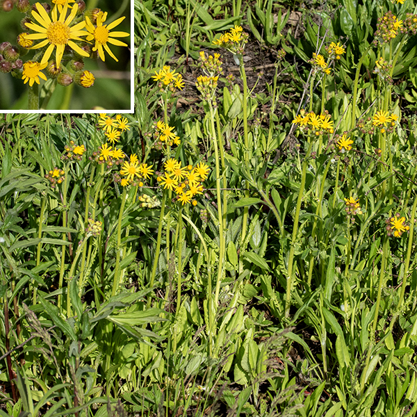 Balsam ragwort is a spring-blooming plant that first produces a rosette of basal leaves, then a single light green to purple stem 6-14" tall with an apical, flattened panicle bearing 5-20 flowerheads. Butterweed (Packera glabella), balsam ragwort (Packera paupercula), and prairie ragwort (Packera plattensis) are easy to confuse — all boom in the late spring/early summer and all are weedy-looking plants with yellow/golden-yellow, daisy-like flowers. The flowers don't help to distinguish them; you'll need to look carefully at the leaf shape and presence/absence and quantity of wooly fine white hairs on the leaves and stems. Butterweed has large (10" long) basal leaves; the leaves are pinnatifid with multiple semicircular lobes and a circular terminal lobe. Balsam ragwort (Packera paupercula) basal leaves are no longer than 3", the flowerheads have 0, 8, or 13 ray florets, the phyllaries behind the flowerhead are purple-tipped, and wooly hairs are usually found in the leaf axils. Prairie ragwort (Packera plattensis) is extensively covered with white wooly hairs on the stems, leaves, leaf axils, and on the phyllaries behind the flowerheads.
