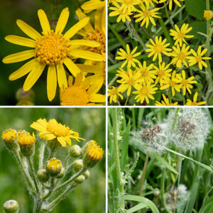 Prairie ragworts stems and leaves are covered with cobwebby hairs and the leaf blade with felt-like hairs. Cobwebby hairs also cover the flower stems which bear a cluster of 3-12 flowerheads at their apex. Individual flowerheads are 1/2-3/4" across, with 7-12 yellow ray florets and 60-70+ orangish-yellow disk florets; both ray and disk florets have a single style and five stamens. The central disk is about 8 mm across. The fruit is a single seed suspended from a tuft of white hairs (like a dandelion). The underside of the flowerhead is covered by a single series of light green bracts (phyllaries) also covered with cobwebby hairs. Prairie ragwort can be usually distinguished from other Packera spp. by the extensive cobwebby hairs on the stems and leaves. Butterweed (Packera glabella), balsam ragwort (Packera paupercula), and prairie ragwort (Packera plattensis) are easy to confuse — all bloom in the late spring/early summer and all are weedy-looking plants with yellow/golden-yellow, daisy-like flowers. The flowers don't help to distinguish them; you'll need to look carefully at the leaf shape and presence/absence and quantity of wooly fine white hairs on the leaves and stems. Butterweed has large (10" long) basal leaves; the leaves are pinnatifid with multiple semicircular lobes and a circular terminal lobe. Balsam ragwort (Packera paupercula) basal leaves are no longer than 3", the flowerheads have 0, 8, or 13 ray florets, the phyllaries behind the flowerhead are purple-tipped, and wooly hairs are usually found in the leaf axils. Prairie ragwort (Packera plattensis) is extensively covered with white wooly hairs on the stems, leaves, leaf axils, and on the phyllaries behind the flowerheads.