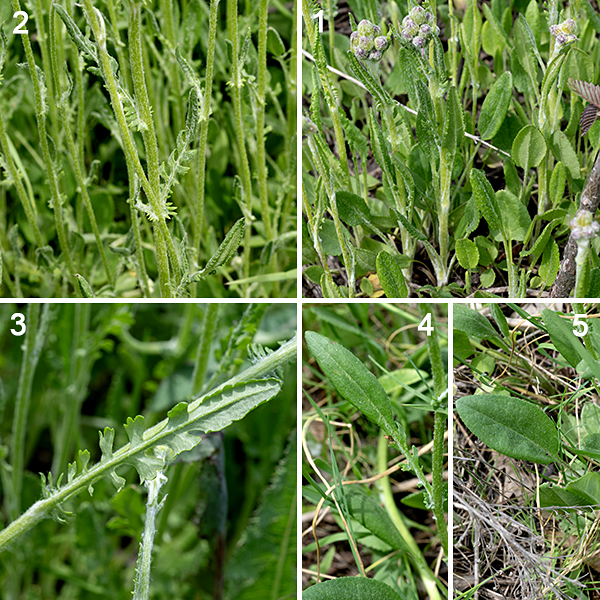 Prairie ragwort basal leaves are 1.5-2x longer than wide with petioles about half the length of the leaf; the petioles are covered with cobwebby hairs and the leaf blade with felt-like hairs. Cobwebby hairs also cover the flower stems which bear a cluster of 3-12 flowerheads at their apex. Stem leaves are alternate, sessile, narrowly pinnatifid, and covered with cobwebby hairs, particularly on the petioles and the undersides of the leaves. The leaves contain toxins (pyrrolizidine alkaloids) that damage the livers of mammalian herbivores. Prairie ragwort can be usually distinguished from other Packera spp. by the extensive cobwebby hairs on the stems and leaves. Butterweed (Packera glabella), balsam ragwort (Packera paupercula), and prairie ragwort (Packera plattensis) are easy to confuse — all bloom in the late spring/early summer and all are weedy-looking plants with yellow/golden-yellow, daisy-like flowers. The flowers don't help to distinguish them; you'll need to look carefully at the leaf shape and presence/absence and quantity of wooly fine white hairs on the leaves and stems. Butterweed has large (10" long) basal leaves; the leaves are pinnatifid with multiple semicircular lobes and a circular terminal lobe. Balsam ragwort (Packera paupercula) basal leaves are no longer than 3", the flowerheads have 0, 8, or 13 ray florets, the phyllaries behind the flowerhead are purple-tipped, and wooly hairs are usually found in the leaf axils. Prairie ragwort (Packera plattensis) is extensively covered with white wooly hairs on the stems, leaves, leaf axils, and on the phyllaries behind the flowerheads.