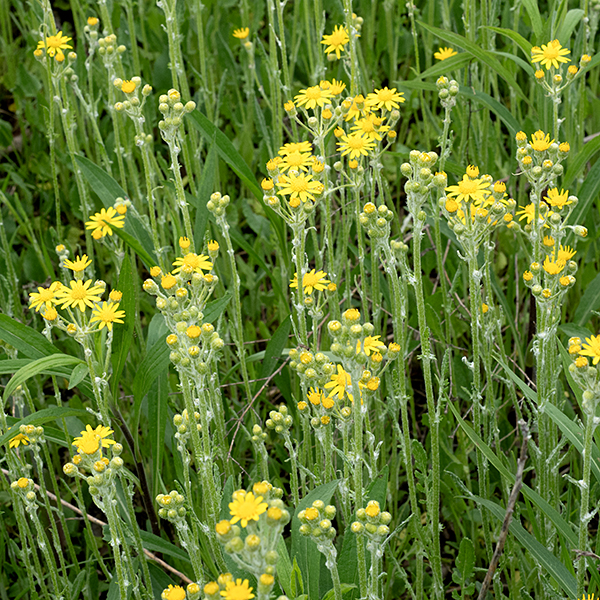 Prairie ragwort is another spring and early summer plant very similar to balsam ragwort (Packera paupercula) that reaches up to about 2' tall (max). Basal leaves are 1.5-2x longer than wide with petioles about half the length of the leaf; the petioles are covered with cobwebby hairs and the leaf blade with felt-like hairs. Cobwebby hairs also cover the flower stems. The underside of the flowerhead is covered by a single series of light green bracts (phyllaries) also covered with cobwebby hairs. The leaves contain toxins (pyrrolizidine alkaloids) that damage the livers of mammalian herbivores. Prairie ragwort can be usually distinguished from other Packera spp. by the extensive cobwebby hairs on the stems and leaves. Butterweed (Packera glabella), balsam ragwort (Packera paupercula), and prairie ragwort (Packera plattensis) are easy to confuse — all bloom in the late spring/early summer and all are weedy-looking plants with yellow/golden-yellow, daisy-like flowers. The flowers don't help to distinguish them; you'll need to look carefully at the leaf shape and presence/absence and quantity of wooly fine white hairs on the leaves and stems. Butterweed has large (10" long) basal leaves; the leaves are pinnatifid with multiple semicircular lobes and a circular terminal lobe. Balsam ragwort (Packera paupercula) basal leaves are no longer than 3", the flowerheads have 0, 8, or 13 ray florets, the phyllaries behind the flowerhead are purple-tipped, and wooly hairs are usually found in the leaf axils. Prairie ragwort (Packera plattensis) is extensively covered with white wooly hairs on the stems, leaves, leaf axils, and on the phyllaries behind the flowerheads.