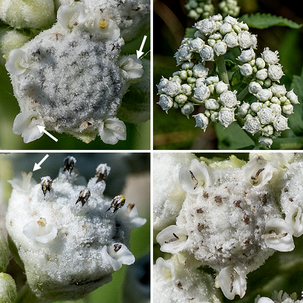 Mature wild quinine plants are 2-3' tall. On the flowering stalks (and the side branches) are flat topped clusters of white, button-like flowerheads about 3/8" across. (The Illinois Wildflowers website considers them "similar to a head of cauliflower.") Flowerheads are composed of 15-35 disk florets, often with blackish, club-like stamens poking out; the 5-6 ray florets bear a tiny, cup-shaped petal and a pistil with a bifurcated stigma. No other wildflower in Illinois has flowerheads anything like wild quinine; common and widespread in Jackson Park.