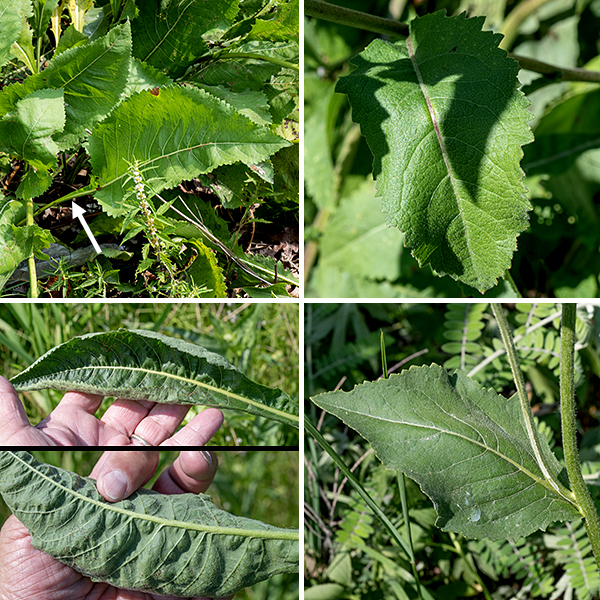 Mature wild quinine plants are 2-3' tall. The basal leaves form a rosette; the leaves are large (4" wide x 6" long), sandpapery, top-shaped, with coarsely-serrated, wavy edges, oval or heart-shaped with a long, winged petiole; they look more than a bit unkempt. The flowering stalks emerge from the middle of the rosette and are covered by short hairs; they bear smaller, alternate leaves (either on short petioles, sessile, or clasping the stem) that are widest at their bases.