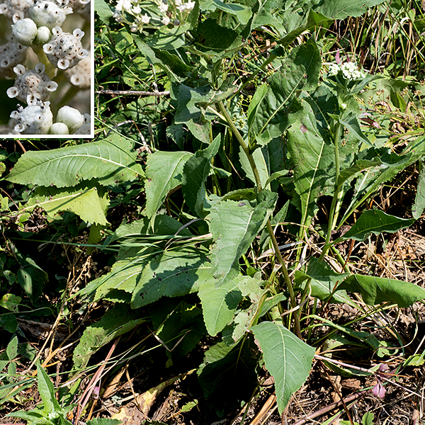 Mature wild quinine plants are 2-3' tall. The basal leaves form a rosette; the leaves are large (4" wide x 6" long), sandpapery, top-shaped, with coarsely-serrated, wavy edges, oval or heart-shaped with a long, winged petiole; they look more than a bit unkempt. The flowering stalks emerge from the middle of the rosette and are covered by short hairs; they bear smaller, alternate leaves (either on short petioles, sessile, or clasping the stem) that are widest at their bases. On the flowering stalks (and the side branches) are flat topped clusters of white, button-like flowerheads about 3/8" across. (The Illinois Wildflowers website considers them "similar to a head of cauliflower.") Flowerheads are composed of 15-35 disk florets, often with blackish, club-like stamens poking out; the 5-6 ray florets bear a tiny, cup-shaped petal and a pistil with a bifurcated stigma.. No other wildflower in Illinois has flowerheads anything like wild quinine; common and widespread in Jackson Park.
