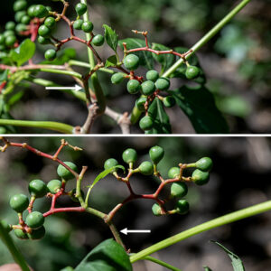 Virginia creeper produces panicles of 80-150 flowers opposite leaf nodes; the panicles are broader than long and have a distinct central axis. Individual flowers are 1/4" across, green, with five petals, five white stamens with yellow anthers, and a single stout, cone-shaped style. Flowers may have only stamens, only pistils, or both pistils and stamens. The petals have a raised margin (less so than woodbine) and are reflected backwards around the flower stalk. The fruit is a fleshy berry that is initially green but becomes blue-black with maturation; the flower stalks become orange-red or red as the fruit matures. The clusters of the fruit are reminiscent of a bunch of grapes. Opposite the leaf nodes are tendrils with as many as 10 branches; the tendrils end in distinct (adhesive) pads. Virginia creeper plants growing on trees produce aerial roots with a distinct "beard" of rootlets. Woodbine (Parthenocissus vitacea) also has palmate leaves with five leaflets, very similar to Virginia creeper (P. quinquefolia), but lacks the distinctive "bearded" aerial roots with short rootlets that are present in Virginia creeper. Opposite the base of the leaf petiole on the stem, woodbine produces a thin filament that branches 2-3 times, anchoring the vine by twining around objects. In Virginia creeper, the equivalent filaments are stouter, branch up to ten times, and end in robust, egg-shaped pads that attach to the substrate. The inflorescence of woodbine lacks a central axis; the inflorescence of Virginia creeper has a distinct central axis. Wikipedia (https://en.wikipedia.org/wiki/Parthenocissus_inserta) lists other differences between the two species.  Illinois Wildflowers, USDA Plants, and and World Flora Online consider the two species to be one; Minnesota Wildflowers considers them to be separate and distinct. Flora of North America indicates the correct scientific name for woodbine is Parthenocissus vitacea (not P. inserta), as does ITIS and MissouriPlants.com, implying that woodbine and Virginia creeper are distinct species. Both woodbine and Virginia creeper have 40 chromosomes. Lu et al.'s (2012, 2023) molecular and morphological analyses indicate that woodbine and Virginia creeper are very closely related but distinct species and I'll consider that to be correct here.