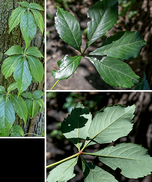 Virginia creeper is a woody vine that grows over and up trees and fences; it can reach lengths of 60'. The leaves are palmately compound with five (sometime 4, rarely 3 or 7) leaflets up to 6" long and 2.5" across with coarse serrations along the distal margins; the compound leaf itself has a slender, 6-8" long petiole. Virginia creeper plants growing on trees produce aerial roots with a distinct "beard" of rootlets. Woodbine (Parthenocissus vitacea) has palmate leaves with five leaflets, very similar to Virginia creeper (P. quinquefolia), but lacks the distinctive "bearded" aerial roots with short rootlets that are present in Virginia creeper. Opposite the base of the leaf petiole on the stem, woodbine produces a thin filament that branches 2-3 times, anchoring the vine by twining around objects. In Virginia creeper, the equivalent filaments are stouter, branch up to ten times, and end in robust, egg-shaped pads that attach to the substrate. The inflorescence of woodbine lacks a central axis; the inflorescence of Virginia creeper has a distinct central axis. Wikipedia (https://en.wikipedia.org/wiki/Parthenocissus_inserta) lists other differences between the two species.  Illinois Wildflowers, USDA Plants, and and World Flora Online consider the two species to be one; Minnesota Wildflowers considers them to be separate and distinct. Flora of North America indicates the correct scientific name for woodbine is Parthenocissus vitacea (not P. inserta), as does ITIS and MissouriPlants.com, implying that woodbine and Virginia creeper are distinct species. Both woodbine and Virginia creeper have 40 chromosomes. Lu et al.'s (2012, 2023) molecular and morphological analyses indicate that woodbine and Virginia creeper are very closely related but distinct species and I'll consider that to be correct here.
