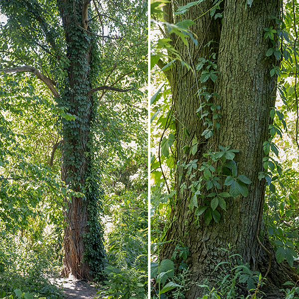 Virginia creeper is a woody vine that grows over and up trees and fences; it can reach lengths of 60'. The leaves are palmately compound with five (sometime 4, rarely 3 or 7) leaflets up to 6" long and 2.5" across with coarse serrations along the distal margins; the compound leaf itself has a slender, 6-8" long petiole. Opposite the leaf nodes are tendrils with as many as 10 branches; the tendrils end in distinct (adhesive) pads. Virginia creeper plants growing on trees produce aerial roots with a distinct "beard" of rootlets. Woodbine (Parthenocissus vitacea) also has palmate leaves with five leaflets, very similar to Virginia creeper (P. quinquefolia), but lacks the distinctive "bearded" aerial roots with short rootlets that are present in Virginia creeper. Opposite the base of the leaf petiole on the stem, woodbine produces a thin filament that branches 2-3 times, anchoring the vine by twining around objects. In Virginia creeper, the equivalent filaments are stouter, branch up to ten times, and end in robust, egg-shaped pads that attach to the substrate. The inflorescence of woodbine lacks a central axis; the inflorescence of Virginia creeper has a distinct central axis. Wikipedia (https://en.wikipedia.org/wiki/Parthenocissus_inserta) lists other differences between the two species.  Illinois Wildflowers, USDA Plants, and and World Flora Online consider the two species to be one; Minnesota Wildflowers considers them to be separate and distinct. Flora of North America indicates the correct scientific name for woodbine is Parthenocissus vitacea (not P. inserta), as does ITIS and MissouriPlants.com, implying that woodbine and Virginia creeper are distinct species. Both woodbine and Virginia creeper have 40 chromosomes. Lu et al.'s (2012, 2023) molecular and morphological analyses indicate that woodbine and Virginia creeper are very closely related but are indeed distinct species and I'll consider that to be correct here.