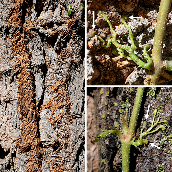 Virginia creeper is very similar to woodbine (Parthenocissus vitacea); the two have often been claimed to be the same species. Virginia creeper plants growing on trees produce aerial roots with a distinct "beard" of rootlets. Woodbine (Parthenocissus vitacea) also has palmate leaves with five leaflets, very similar to Virginia creeper (P. quinquefolia), but lacks the distinctive "bearded" aerial roots with short rootlets that are present in Virginia creeper. Opposite the base of the leaf petiole on the stem, woodbine produces a thin filament that branches 2-3 times, anchoring the vine by twining around objects. In Virginia creeper, the equivalent filaments are stouter, branch up to ten times, and end in robust, egg-shaped pads that attach to the substrate. The inflorescence of woodbine lacks a central axis; the inflorescence of Virginia creeper has a distinct central axis. Wikipedia (https://en.wikipedia.org/wiki/Parthenocissus_inserta) lists other differences between the two species.  Illinois Wildflowers, USDA Plants, and World Flora Online consider the two species to be one; Minnesota Wildflowers considers them to be separate and distinct. Flora of North America indicates the correct scientific name for woodbine is Parthenocissus vitacea (not P. inserta), as does ITIS and MissouriPlants.com, implying that woodbine and Virginia creeper are distinct species. Both woodbine and Virginia creeper have 40 chromosomes. Lu et al.'s (2012, 2023) molecular and morphological analyses indicate that woodbine and Virginia creeper are very closely related but are indeed distinct species and I'll consider that to be correct here.