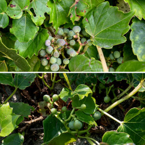 Boston ivy is an exotic introduced from Asia; it is a woody vine up to 50' long (with occasional branches) that grows on or over fences, walls, concrete, masonry, and trees. The lower stems are woody and produce small brown rootlets to adhere to surfaces; upper stems are (also) hairless, green to orange-red in color, with branched tendrils that have adhesive pads at their tips. Leaves are alternate, 6" long and across exclusive of the long, slender petioles, palmately tri-lobed with undulating or crenate margins. Cymes of flowers lacking a distinct central axis arise from the leaf axils; the cymes are 4" in both dimensions. Individual flowers are 1/4" across; they have five yellowish-green petals, five stamens with yellow anthers, and a single style. Fertilized flowers produce berries 3/8" across. When mature the berries are dark blue with a whitish bloom, usually hidden beneath the leaves; the flower stalks are yellow- or brownish-green or a dull orange-red.