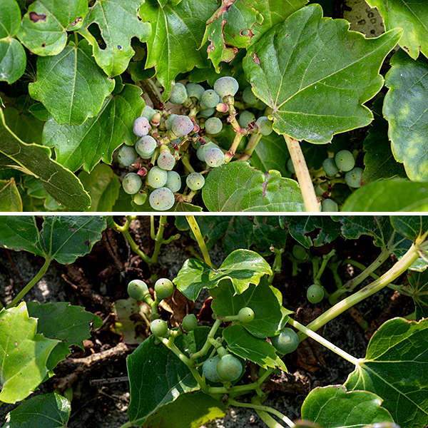 Boston ivy is an exotic introduced from Asia; it is a woody vine up to 50' long (with occasional branches) that grows on or over fences, walls, concrete, masonry, and trees. The lower stems are woody and produce small brown rootlets to adhere to surfaces; upper stems are (also) hairless, green to orange-red in color, with branched tendrils that have adhesive pads at their tips. Leaves are alternate, 6" long and across exclusive of the long, slender petioles, palmately tri-lobed with undulating or crenate margins. Cymes of flowers lacking a distinct central axis arise from the leaf axils; the cymes are 4" in both dimensions. Individual flowers are 1/4" across; they have five yellowish-green petals, five stamens with yellow anthers, and a single style. Fertilized flowers produce berries 3/8" across. When mature the berries are dark blue with a whitish bloom, usually hidden beneath the leaves; the flower stalks are yellow- or brownish-green or a dull orange-red.