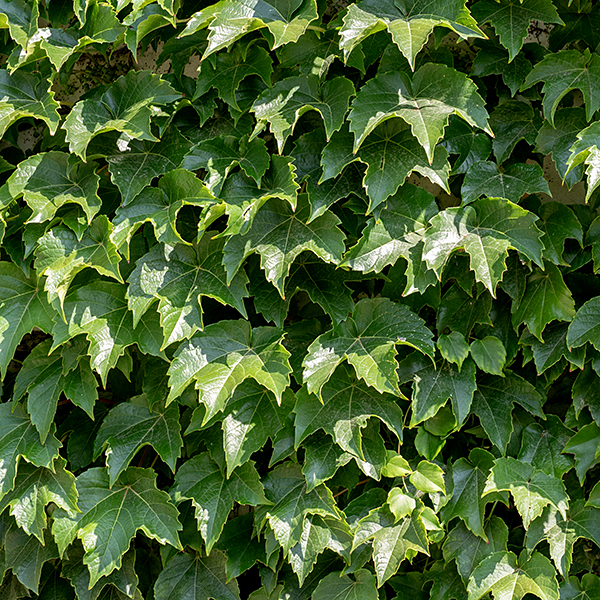 Boston ivy is an exotic introduced from Asia; it is a woody vine up to 50' long (with occasional branches) that grows on or over fences, walls, concrete, masonry, and trees. The lower stems are woody and produce small brown rootlets to adhere to surfaces; upper stems are (also) hairless, green to orange-red in color, with branched tendrils that have adhesive pads at their tips. Leaves are alternate, 6" long and across exclusive of the long, slender petioles, palmately tri-lobed with undulating or crenate margins. Cymes of flowers lacking a distinct central axis arise from the leaf axils; the cymes are 4" in both dimensions. Individual flowers are 1/4" across; they have five yellowish-green petals, five stamens with yellow anthers, and a single style. Fertilized flowers produce berries 3/8" across. When mature the berries are dark blue with a whitish bloom, usually hidden beneath the leaves; the flower stalks are yellow- or brownish-green or a dull orange-red.