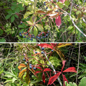 Woodbine is a woody vine that usually uses trees as a substrate; the vine can be as much as 60' long. The stem is initially green and hairless; as it matures it becomes woody and develops a reddish- or grey-brown color. The leaves are alternate, palmately compound, usually with five (rarely 4 or 7) leaflets that are about 5" long and 2.5" wide with coarse marginal teeth, shiny-green when young but getting duller with age; the compound leaf has a slender 6-8" long petiole. Three- to six-inch-long clusters of 10-75 flowers arise from the main vines opposite the leaves; the clusters have two main branches and multiply-branched flower stalks with no clear central stem. Individual flowers are inconspicuous, 1/4" across with five yellowish green petals with narrow margins perpendicular to the plane of the petal and a pointed, curled tip; the petals are initially spreading but later become reflected backwards. In the center of the flower are five pale red stamens with creamy white or purple anthers, a reddish ovary, and a single white, stubby, conical style. The fruits are round blue-black berries 3/8" across that are reminiscent of grapes in a cluster with red, branched flower stalks; each berry contains four seeds. Woodbine has palmate leaves with five leaflets, very similar to Virginia creeper (Parthenocissus quinquefolia), but lacks the distinctive aerial roots "bearded" with short tendrils that are present in Virginia creeper. Opposite the base of the leaf petiole on the stem, woodbine produces a thin filament that branches 2-3 times, anchoring the vine by twining around objects.  In Virginia creeper, the equivalent filaments are stouter, branch up to 10 times, and end in robust, egg-shaped pads that attach to the substrate. The inflorescence of woodbine lacks a central axis; the inflorescence of Virginia has a distinct central axis. Wikipedia (https://en.wikipedia.org/wiki/Parthenocissus_inserta) lists other differences between the two species.  Illinois Wildflowers, USDA Plants, and and World Flora Online consider the two species to be one; Minnesota Wildflowers considers them to be separate and distinct. Flora of North America indicates the correct scientific name for woodbine is Parthenocissus vitacea (not P. inserta), as does ITIS and MissouriPlants.com, implying that woodbine and Virginia creeper are distinct species. Both woodbine and Virginia creeper have 40 chromosomes. Lu et al.'s (2012, 2023) molecular and morphological analyses indicate that woodbine and Virginia creeper are very closely related but are distinct species, and I'll consider that to be correct here.