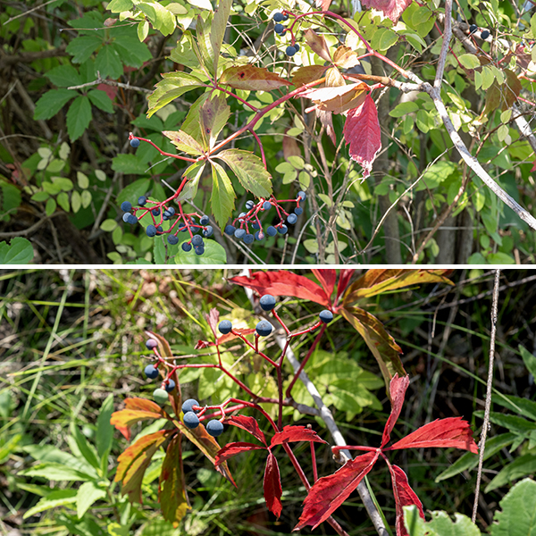 Woodbine is a woody vine that usually uses trees as a substrate; the vine can be as much as 60' long. The stem is initially green and hairless; as it matures it becomes woody and develops a reddish- or grey-brown color. The leaves are alternate, palmately compound, usually with five (rarely 4 or 7) leaflets that are about 5" long and 2.5" wide with coarse marginal teeth, shiny-green when young but getting duller with age; the compound leaf has a slender 6-8" long petiole. Three- to six-inch-long clusters of 10-75 flowers arise from the main vines opposite the leaves; the clusters have two main branches and multiply-branched flower stalks with no clear central stem. Individual flowers are inconspicuous, 1/4" across with five yellowish green petals with narrow margins perpendicular to the plane of the petal and a pointed, curled tip; the petals are initially spreading but later become reflected backwards. In the center of the flower are five pale red stamens with creamy white or purple anthers, a reddish ovary, and a single white, stubby, conical style. The fruits are round blue-black berries 3/8" across that are reminiscent of grapes in a cluster with red, branched flower stalks; each berry contains four seeds. Woodbine has palmate leaves with five leaflets, very similar to Virginia creeper (Parthenocissus quinquefolia), but lacks the distinctive aerial roots "bearded" with short tendrils that are present in Virginia creeper. Opposite the base of the leaf petiole on the stem, woodbine produces a thin filament that branches 2-3 times, anchoring the vine by twining around objects.  In Virginia creeper, the equivalent filaments are stouter, branch up to 10 times, and end in robust, egg-shaped pads that attach to the substrate. The inflorescence of woodbine lacks a central axis; the inflorescence of Virginia has a distinct central axis. Wikipedia (https://en.wikipedia.org/wiki/Parthenocissus_inserta) lists other differences between the two species.  Illinois Wildflowers, USDA Plants, and and World Flora Online consider the two species to be one; Minnesota Wildflowers considers them to be separate and distinct. Flora of North America indicates the correct scientific name for woodbine is Parthenocissus vitacea (not P. inserta), as does ITIS and MissouriPlants.com, implying that woodbine and Virginia creeper are distinct species. Both woodbine and Virginia creeper have 40 chromosomes. Lu et al.'s (2012, 2023) molecular and morphological analyses indicate that woodbine and Virginia creeper are very closely related but are distinct species, and I'll consider that to be correct here.