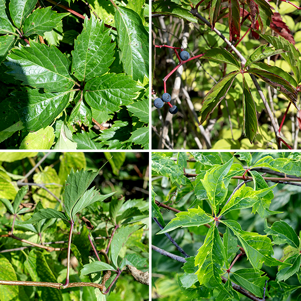 Woodbine is a woody vine that usually uses trees as a substrate; the vine can be as much as 60' long. The stem is initially green and hairless; as it matures it becomes woody and develops a reddish- or grey-brown color. The leaves are alternate, palmately compound, usually with five (rarely 4 or 7) leaflets that are about 5" long and 2.5" wide with coarse marginal teeth, shiny-green when young but getting duller with age; the compound leaf has a slender 6-8" long petiole. In both woodbine and Virginia creeper, leaflet morphology is quite variable, but the marginal teeth on the leaflets of woodbine in Jackson Park appear to be significantly coarser than those of Virginia creeper. Three- to six-inch-long clusters of 10-75 flowers arise from the main vines opposite the leaves; the clusters have two main branches and multiply-branched flower stalks with no clear central stem. Individual flowers are inconspicuous, 1/4" across with five yellowish green petals with narrow margins perpendicular to the plane of the petal and a pointed, curled tip; the petals are initially spreading but later become reflected backwards. In the center of the flower are five pale red stamens with creamy white or purple anthers, a reddish ovary, and a single white, stubby, conical style. The fruits are round blue-black berries 3/8" across that are reminiscent of grapes in a cluster with red, branched flower stalks; each berry contains four seeds. Woodbine has palmate leaves with five leaflets, very similar to Virginia creeper (Parthenocissus quinquefolia), but lacks the distinctive aerial roots "bearded" with short tendrils that are present in Virginia creeper. Opposite the base of the leaf petiole on the stem, woodbine produces a thin filament that branches 2-3 times, anchoring the vine by twining around objects.  In Virginia creeper, the equivalent filaments are stouter, branch up to 10 times, and end in robust, egg-shaped pads that attach to the substrate. The inflorescence of woodbine lacks a central axis; the inflorescence of Virginia has a distinct central axis. Wikipedia (https://en.wikipedia.org/wiki/Parthenocissus_inserta) lists other differences between the two species.  Illinois Wildflowers, USDA Plants, and and World Flora Online consider the two species to be one; Minnesota Wildflowers considers them to be separate and distinct. Flora of North America indicates the correct scientific name for woodbine is Parthenocissus vitacea (not P. inserta), as does ITIS and MissouriPlants.com, implying that woodbine and Virginia creeper are distinct species. Both woodbine and Virginia creeper have 40 chromosomes. Lu et al.'s (2012, 2023) molecular and morphological analyses indicate that woodbine and Virginia creeper are very closely related but are distinct species, and I'll consider that to be correct here.