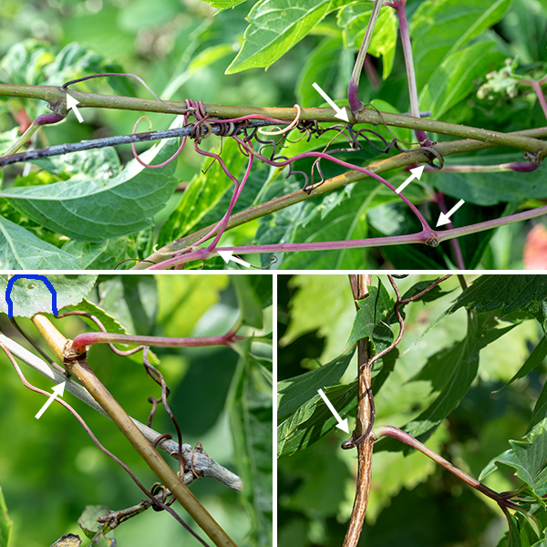 Woodbine is a woody vine that usually uses trees as a substrate; the vine can be as much as 60' long. The stem is initially green and hairless; as it matures it becomes woody and develops a reddish- or grey-brown color. The leaves are alternate, palmately compound, usually with five (rarely 4 or 7) leaflets that are about 5" long and 2.5" wide with coarse marginal teeth, shiny-green when young but getting duller with age; the compound leaf has a slender 6-8" long petiole. In both woodbine and Virginia creeper, leaflet morphology is quite variable, but the marginal teeth on the leaflets of woodbine in Jackson Park appear to be significantly coarser than those of Virginia creeper. Three- to six-inch-long clusters of 10-75 flowers arise from the main vines opposite the leaves; the clusters have two main branches and multiply-branched flower stalks with no clear central stem. Individual flowers are inconspicuous, 1/4" across with five yellowish green petals with narrow margins perpendicular to the plane of the petal and a pointed, curled tip; the petals are initially spreading but later become reflected backwards. In the center of the flower are five pale red stamens with creamy white or purple anthers, a reddish ovary, and a single white, stubby, conical style. The fruits are round blue-black berries 3/8" across that are reminiscent of grapes in a cluster with red, branched flower stalks; each berry contains four seeds. Woodbine has palmate leaves with five leaflets, very similar to Virginia creeper (Parthenocissus quinquefolia), but lacks the distinctive aerial roots "bearded" with short tendrils that are present in Virginia creeper. Opposite the base of the leaf petiole on the stem, woodbine produces a thin filament that branches 2-3 times, anchoring the vine by twining around objects.  In Virginia creeper, the equivalent filaments are stouter, branch up to 10 times, and end in robust, egg-shaped pads that attach to the substrate. The inflorescence of woodbine lacks a central axis; the inflorescence of Virginia has a distinct central axis. Wikipedia (https://en.wikipedia.org/wiki/Parthenocissus_inserta) lists other differences between the two species.  Illinois Wildflowers, USDA Plants, and and World Flora Online consider the two species to be one; Minnesota Wildflowers considers them to be separate and distinct. Flora of North America indicates the correct scientific name for woodbine is Parthenocissus vitacea (not P. inserta), as does ITIS and MissouriPlants.com, implying that woodbine and Virginia creeper are distinct species. Both woodbine and Virginia creeper have 40 chromosomes. Lu et al.'s (2012, 2023) molecular and morphological analyses indicate that woodbine and Virginia creeper are very closely related but are distinct species, and I'll consider that to be correct here.