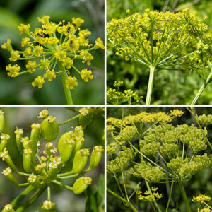Wild parsnip is an exotic plant, native to Eurasia, in the carrot family (Apiaceae); it produces flat umbels of flowers (like Queen Anne's lace, except yellow). This is the wild version of the domestic parsnip. The compound umbels are 3-8' across, flat topped, with 15-25 umbellets; each umbellet includes 15-35 1/8" yellow flowers borne on 3/8" long pedicels. Individual flowers have five very short, yellow petals, initially curled inward, but later the petals reverse curvature and curl outwards; there are also five yellow stamens and two styles that arise from an ovary with a swollen, greenish-yellow nectar pad. The fruits are 1/4" long flat, oval, coin-like discs; when mature the disk is brown and the edges of the disk are winged.