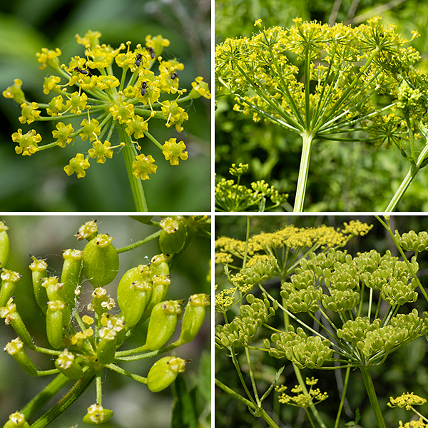 Wild parsnip is an exotic plant, native to Eurasia, in the carrot family (Apiaceae); it produces flat umbels of flowers (like Queen Anne's lace, except yellow). This is the wild version of the domestic parsnip. The compound umbels are 3-8' across, flat topped, with 15-25 umbellets; each umbellet includes 15-35 1/8" yellow flowers borne on 3/8" long pedicels. Individual flowers have five very short, yellow petals, initially curled inward, but later the petals reverse curvature and curl outwards; there are also five yellow stamens and two styles that arise from an ovary with a swollen, greenish-yellow nectar pad. The fruits are 1/4" long flat, oval, coin-like discs; when mature the disk is brown and the edges of the disk are winged.