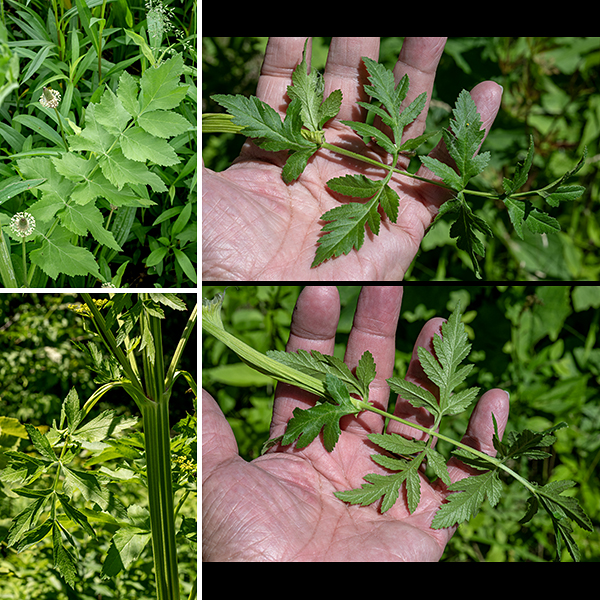 Wild parsnip's stems are strongly grooved/ridged, angular, and hairless. The leaves are alternate, odd-pinnate (5-15, usually 9, leaflets); the approximately oval, sessile leaflets are up to 3" long and themselves have deep clefts and strong marginal teeth. There is a sheath where the petiole joins the stem that extends along the base of the petiole. The more basal compound leaves are up to 18" long and 6" across; the leaves get smaller higher in the stem.