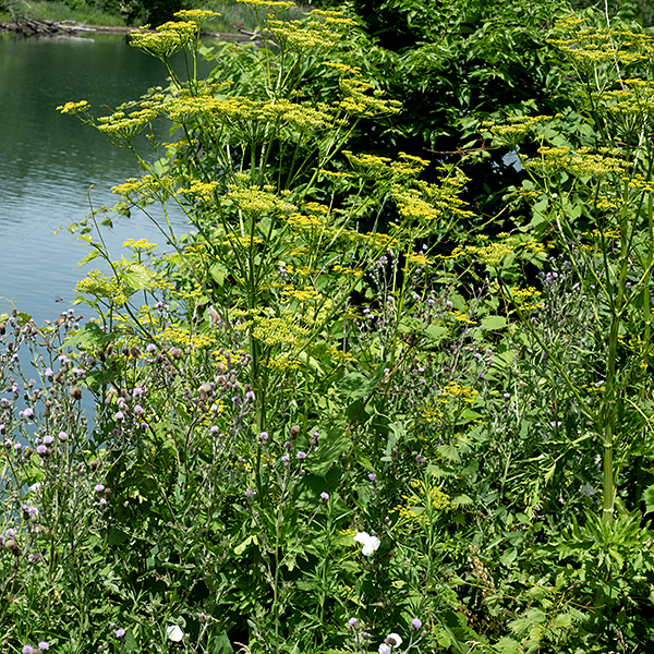 Wild parsnip gets up to 2-5' tall; it produces flat umbels of flowers (like Queen Anne's lace, except yellow). This is the wild version of the domestic parsnip. The stems are strongly grooved/ridged, angular, and hairless. Like cow parsnip (Heracleum sphondylium) and giant hogweed Heracleum mantegazzianum), wild parsnip contains furanocoumarins (especially in the buds and seeds) which can cause extreme sensitivity to ultraviolet light producing blistering, burns, and scarring. The furanocoumarins occur in highest concentrations in the buds and the seeds, but avoid handling the foliage, too.