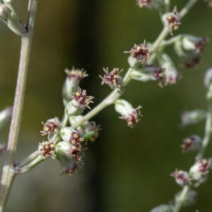 Mugwort's Inflorescence consists of leafy spikes covered with inconspicuous flowerheads, initially whitish-green, later yellowish- or purplish-green; the flowerheads are egg-shaped, very small (1/8" across) and bear only disc florets (ray florets absent).