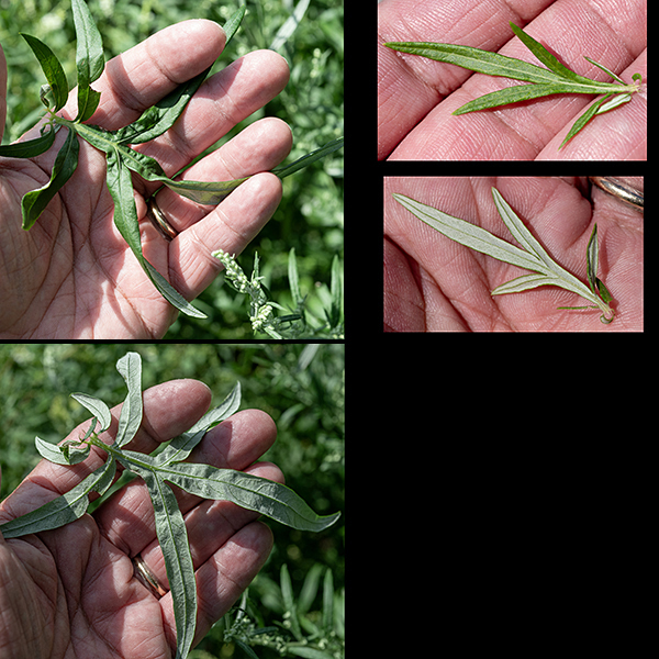 Mugwort's leaves are alternate; their upper surface is green and hairless while the lower surface is densely covered with fine white hairs and appears powdery white or silvery. Lower and middle leaves have one or two pairs of deep lobes, with an additional pair of lobes near the leaf base that produce elongate "ears." Upper leaves are unlobed or the lobes are poorly developed.