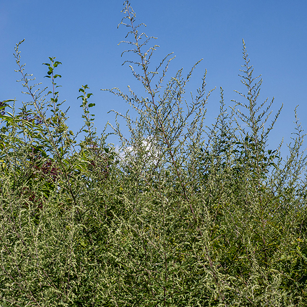 Mugwort reaches 2-4' tall with lots of branches in the upper half of the plant. Stems are grooved, lower stems tend to turn reddish and appear woody. The plants are wind-pollinated; considered invasive. The foliage of mugwort might be confused with that of motherwort (Leonurus cardiaca), but the leaves of motherwort have long petioles while those of mugwort are sessile or (on the lowermost parts) on short stalks; the flowers of the two species look nothing like each other. Mugwort contains toxic chemicals and should not be ingested.
