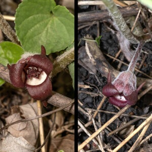 Wild ginger's flowers are ~1-2" across, reddish-brown on the outside, cream colored on the inside, that develop from an axis at the junction of the two leaves (one flower per plant). The flower calyx consists of three triangular sepals with the long tips curled backwards; the tubular base of the calyx is divided into three pairs of chambers (six total) which contain the ovaries, twelve stamens, and six reddish-brown styles. Because the flowers are brown and occur right at ground level, they are easy to overlook and usually can only be seen by parting the leaves.