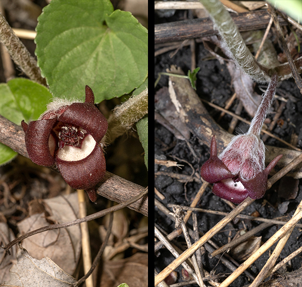 Wild ginger's flowers are ~1-2" across, reddish-brown on the outside, cream colored on the inside, that develop from an axis at the junction of the two leaves (one flower per plant). The flower calyx consists of three triangular sepals with the long tips curled backwards; the tubular base of the calyx is divided into three pairs of chambers (six total) which contain the ovaries, twelve stamens, and six reddish-brown styles. Because the flowers are brown and occur right at ground level, they are easy to overlook and usually can only be seen by parting the leaves.